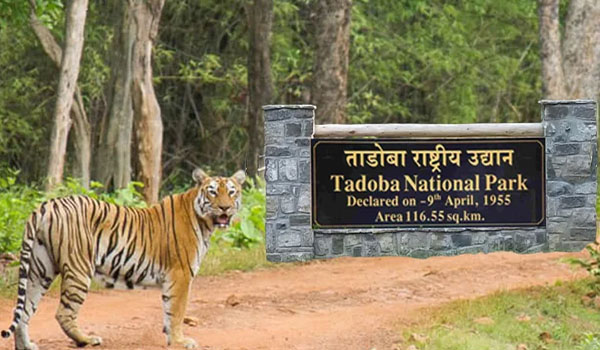 Tadoba National Park